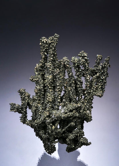 CC48848 specimen image