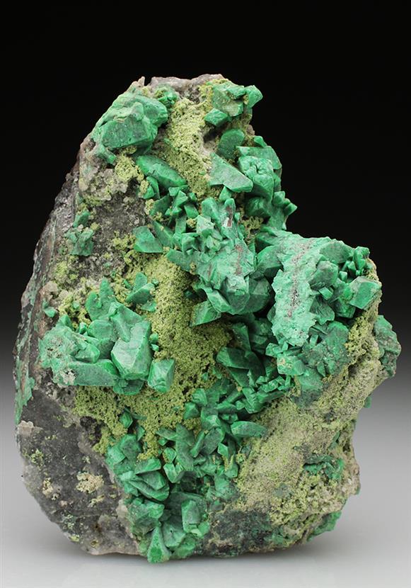 CC4884 specimen image