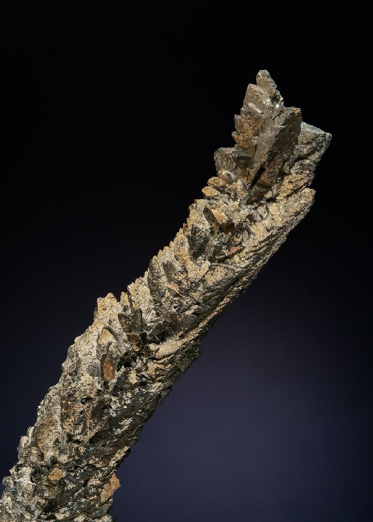 CC48856 specimen image