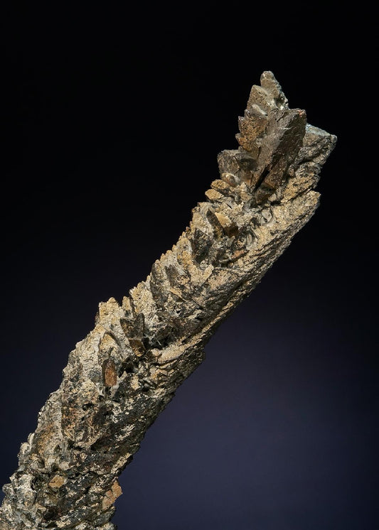 CC48856 specimen image