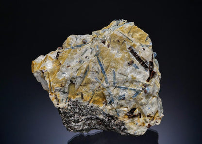 CC48876 specimen image