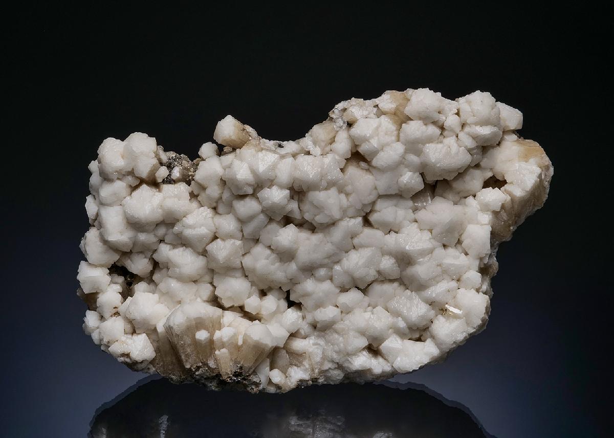 CC48880 specimen image