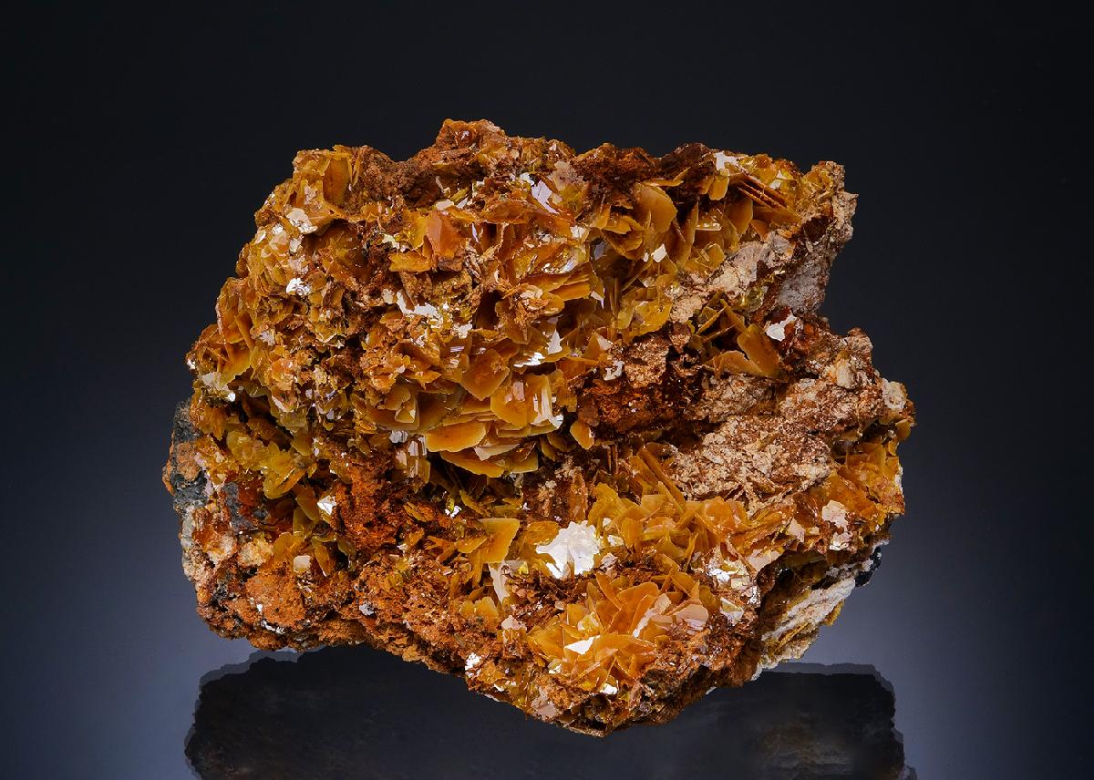CC48884 specimen image