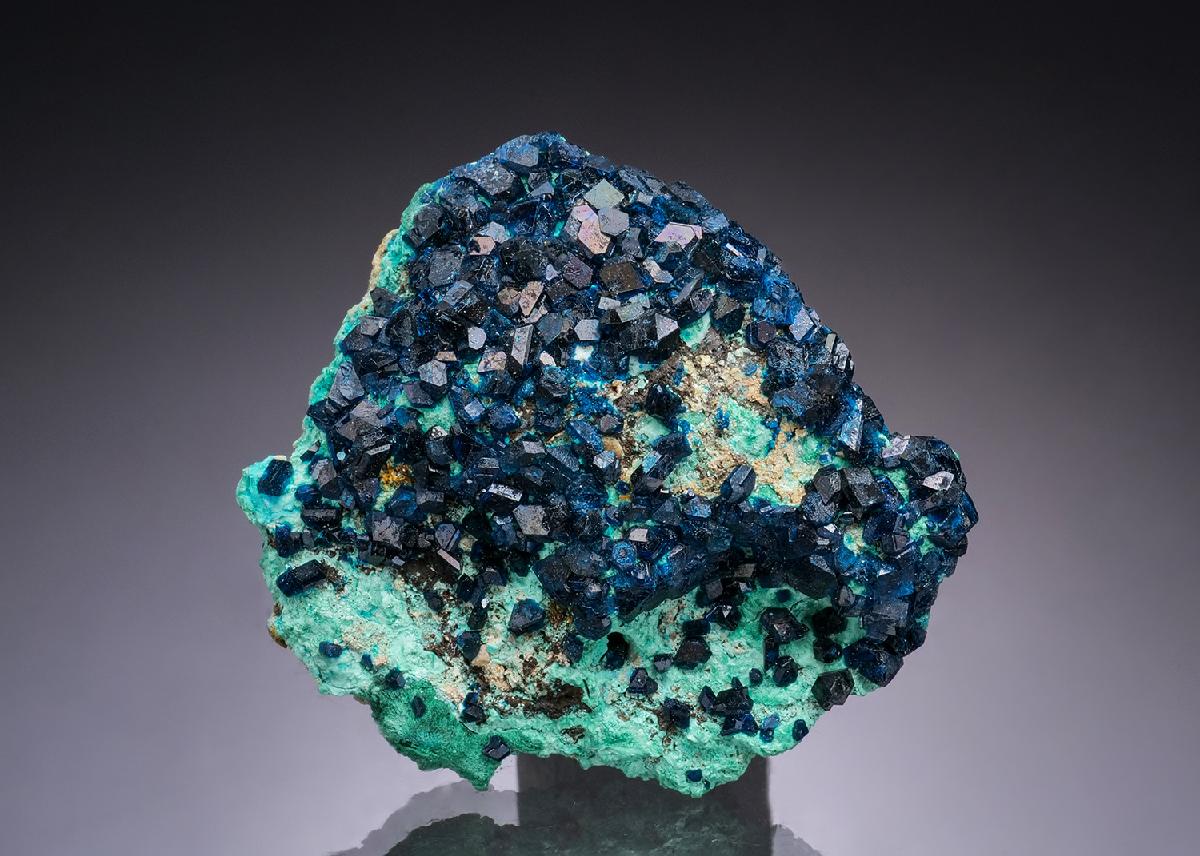 CC48938 specimen image