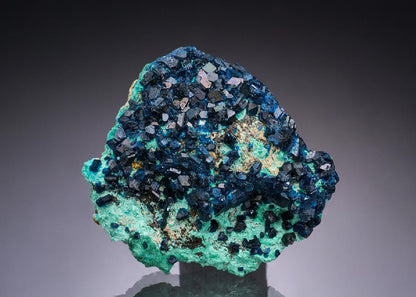 CC48938 specimen image