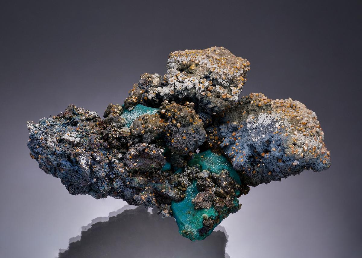 CC48994 specimen image