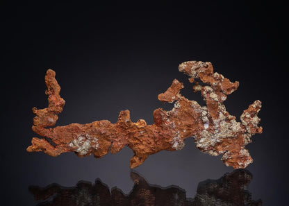 CC49106 specimen image