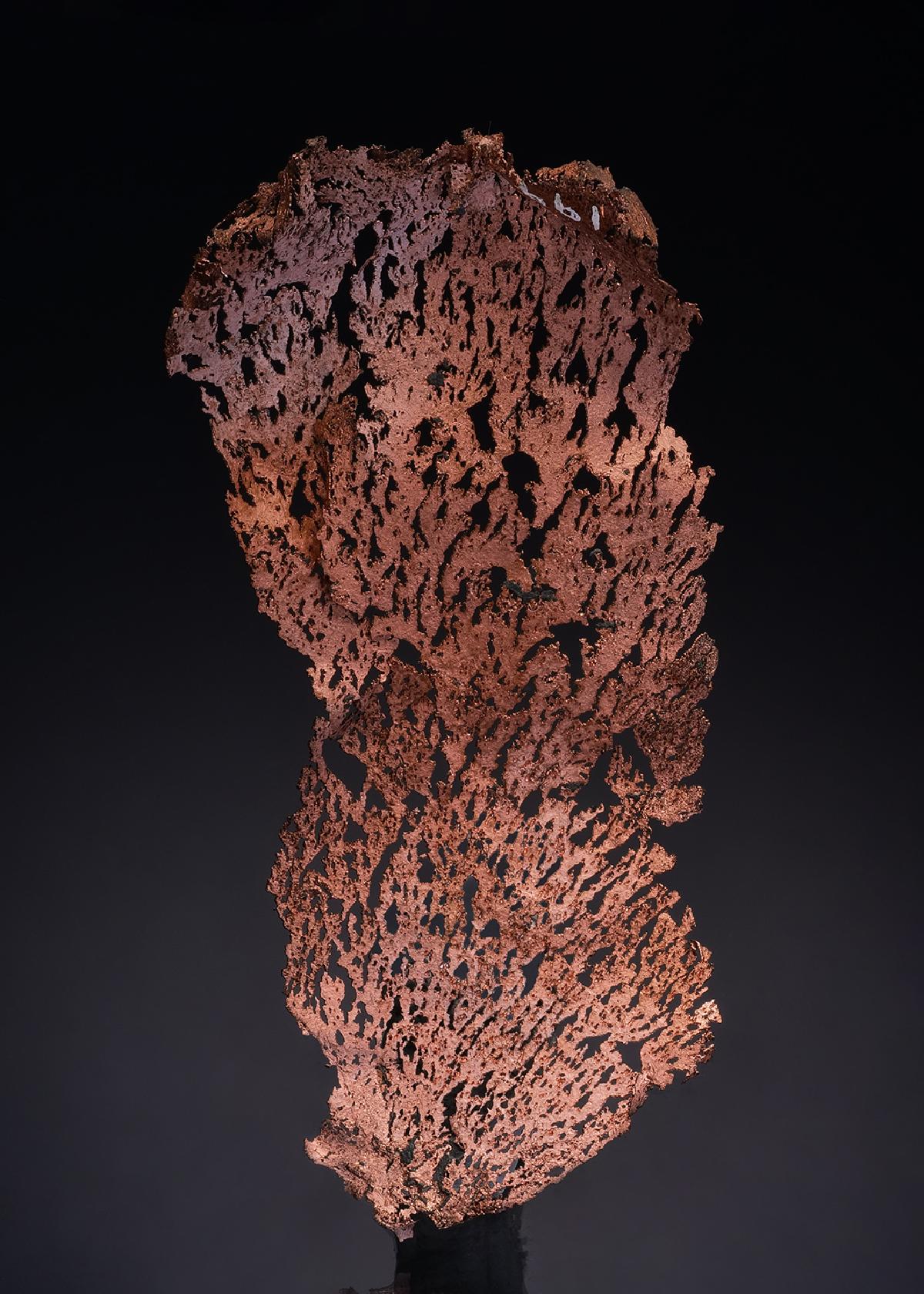 CC49112 specimen image