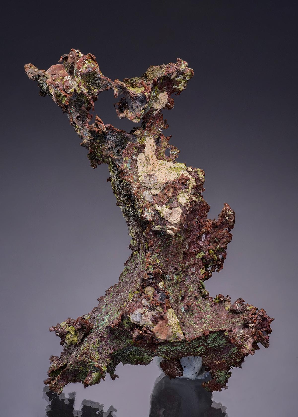CC49142 specimen image