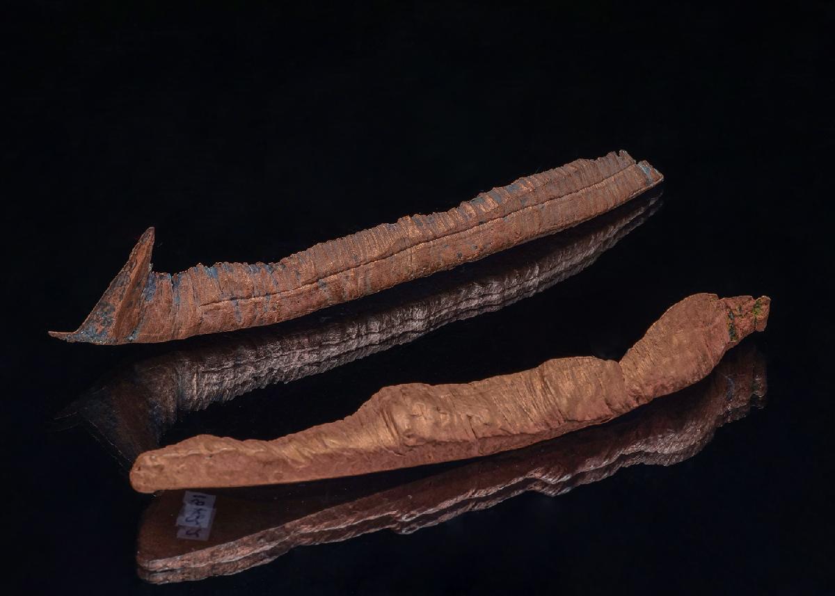 CC49162 specimen image