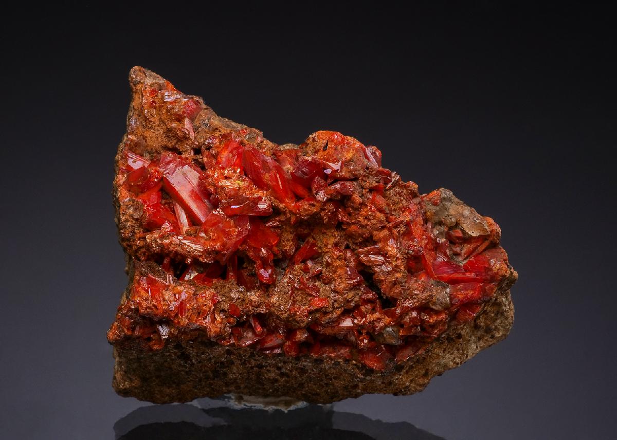 CC49288 specimen image