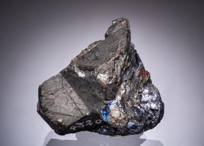 CC49304 specimen image