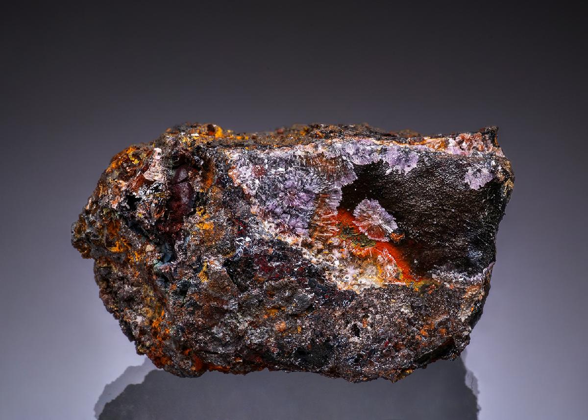 CC49306 specimen image