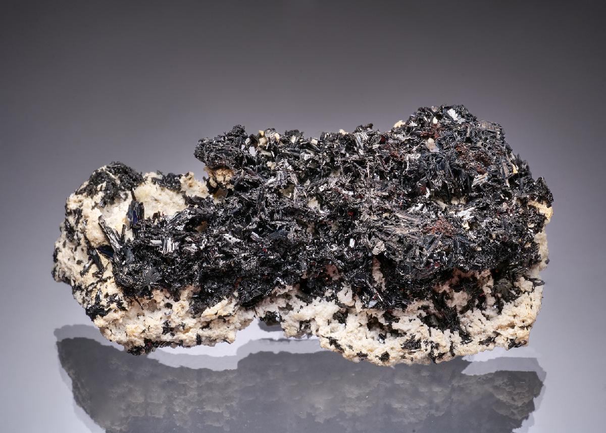 CC49328 specimen image