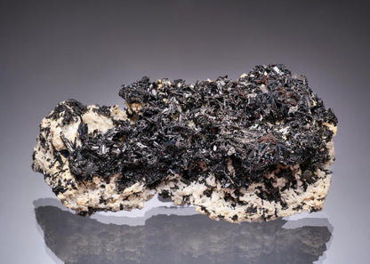 CC49328 specimen image