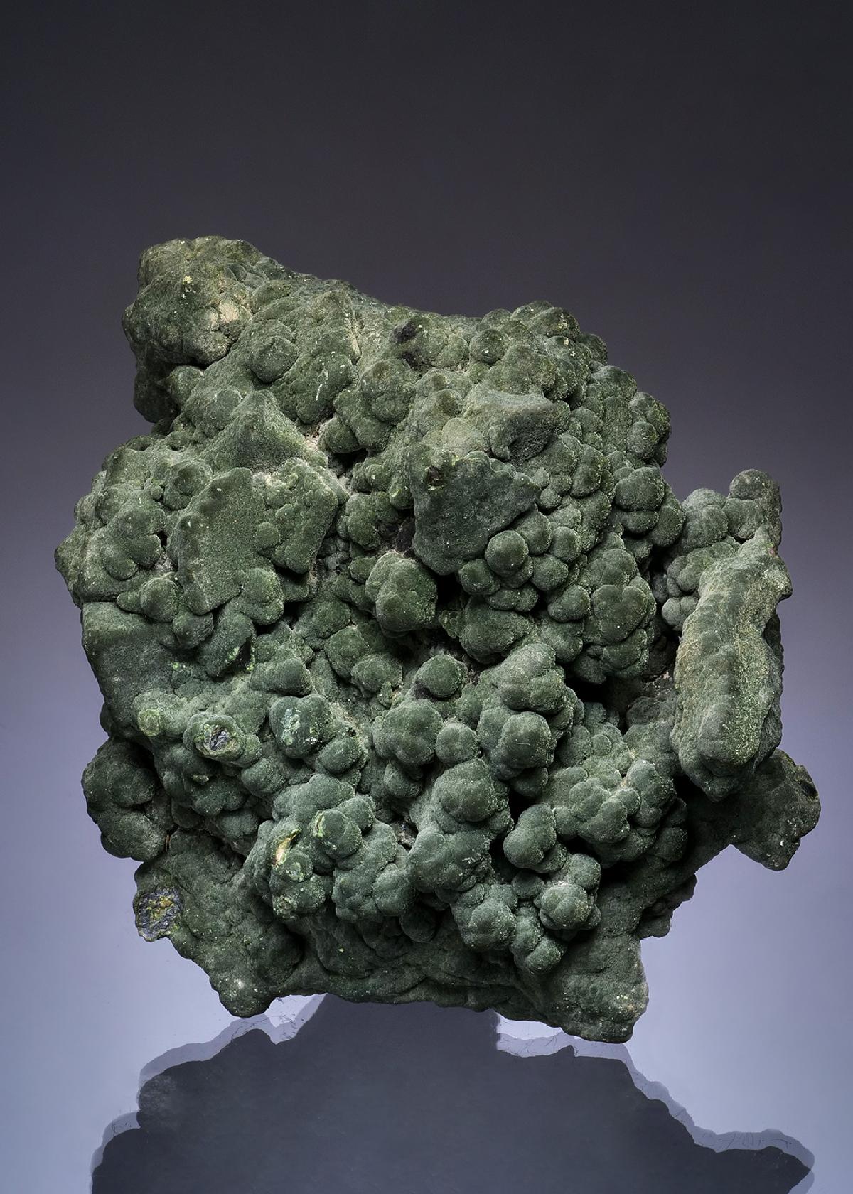CC49362 specimen image