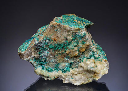 CC49372 specimen image