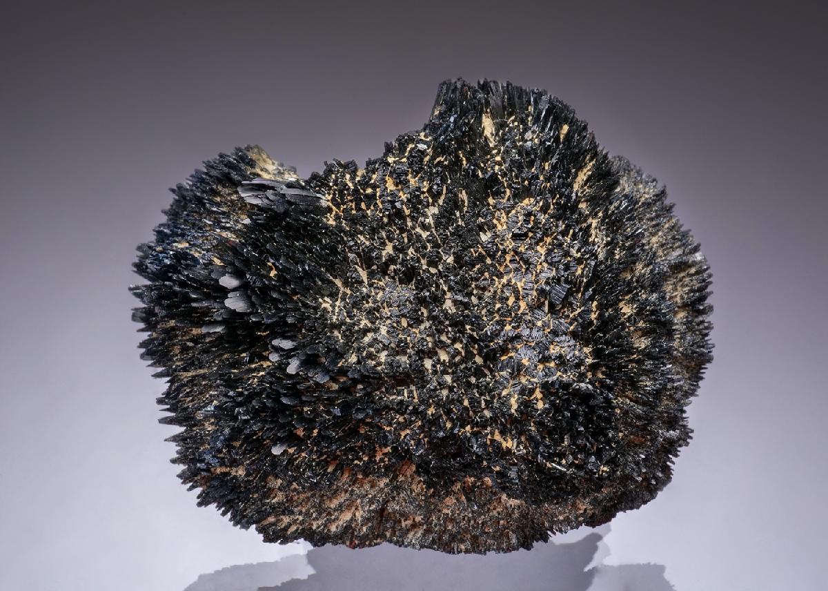 CC49390 specimen image