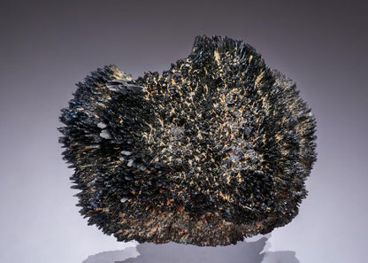 CC49390 specimen image