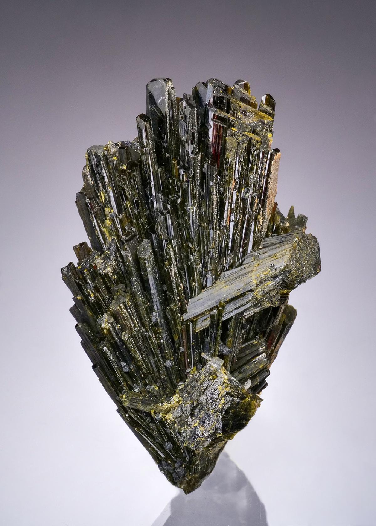 CC49406 specimen image