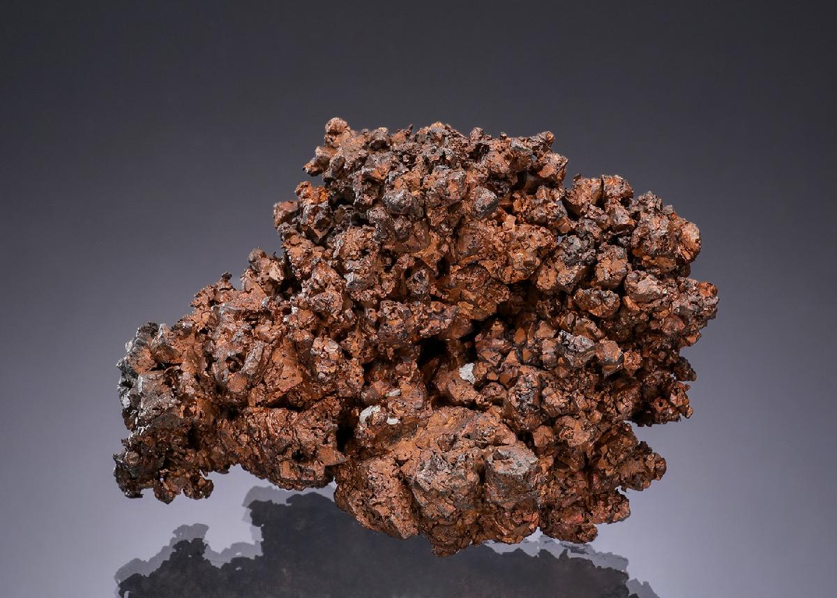CC49418 specimen image
