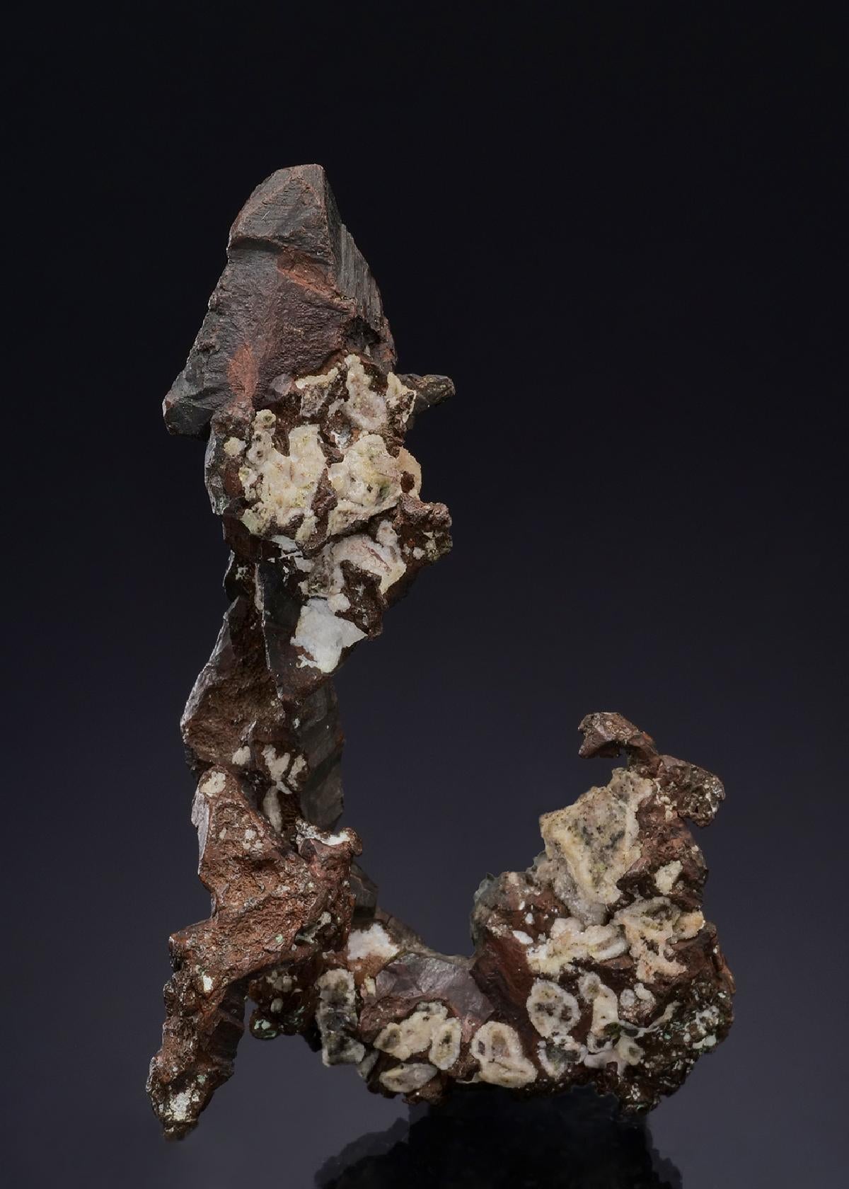 CC49438 specimen image
