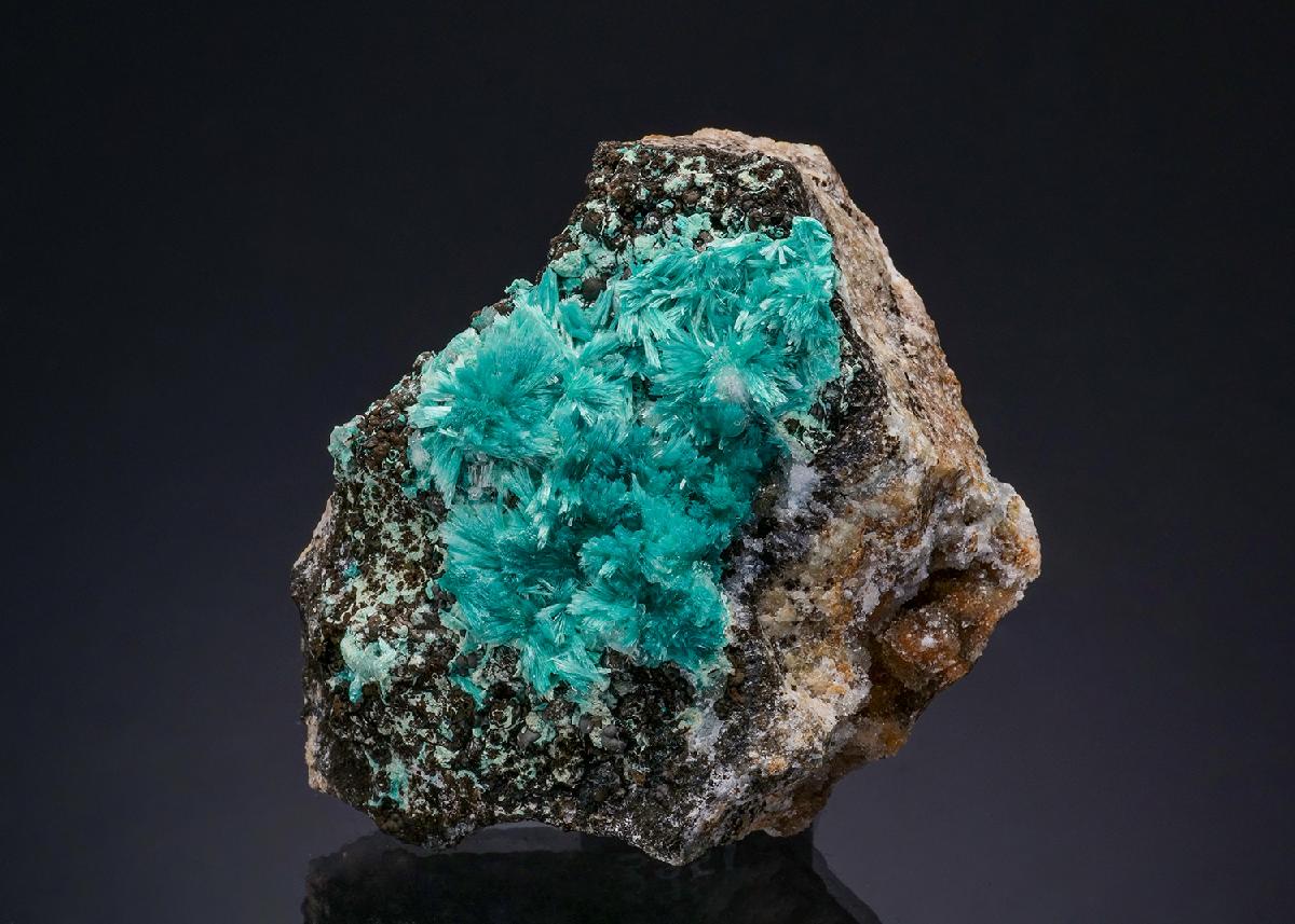 CC49444 specimen image
