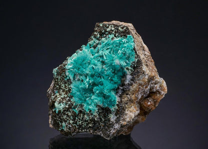 CC49444 specimen image