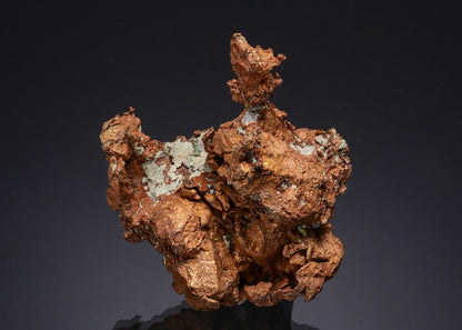 CC49466 specimen image