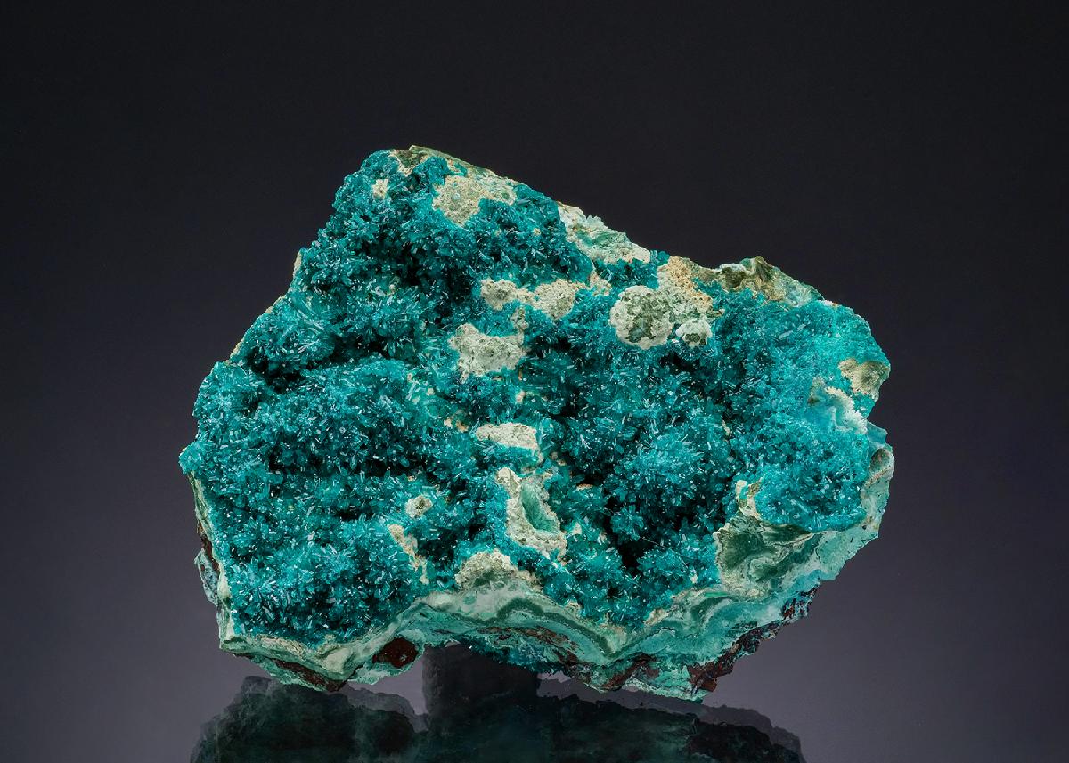 CC49514 specimen image