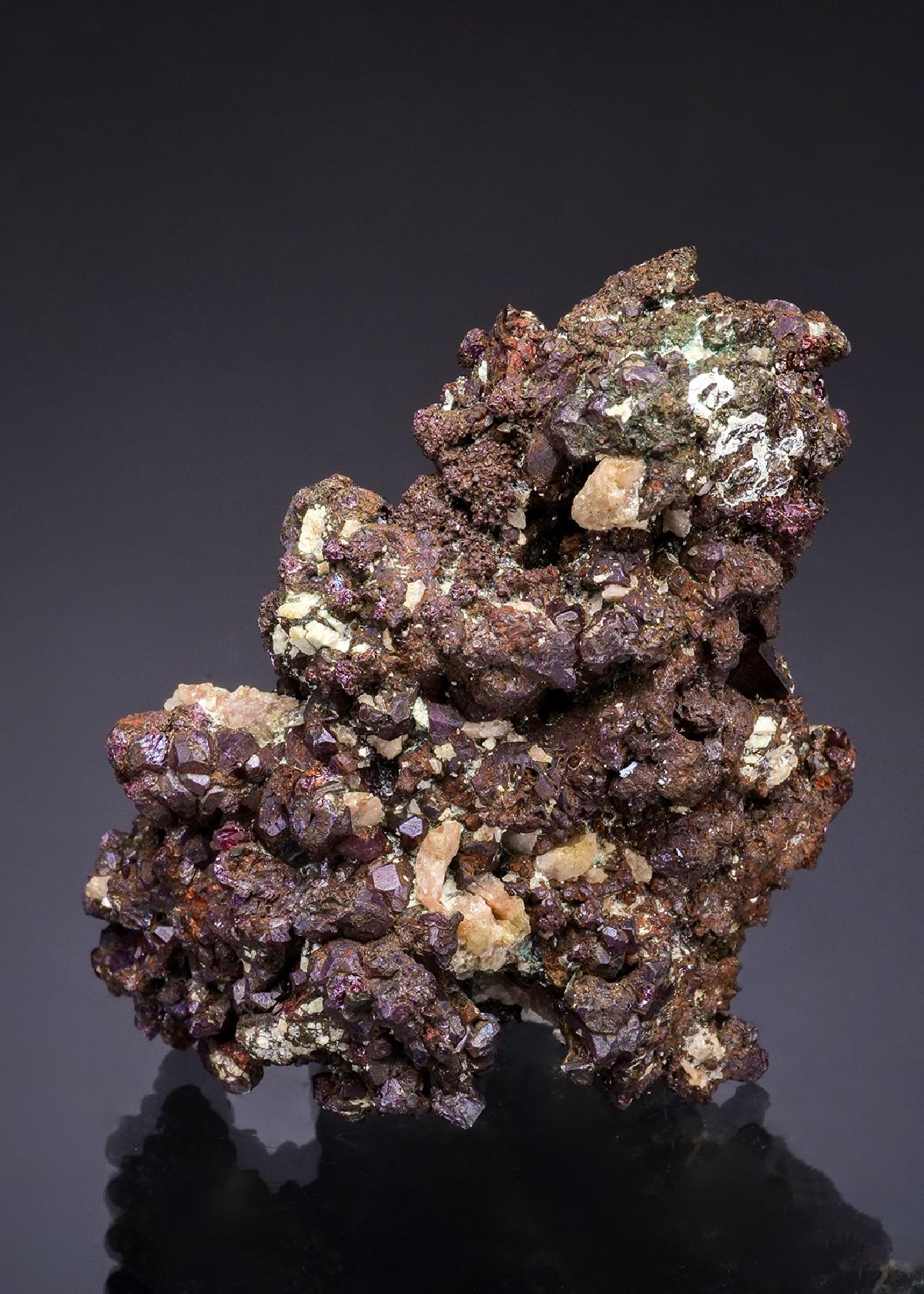 CC49554 specimen image