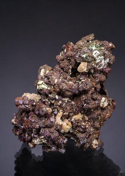 CC49554 specimen image