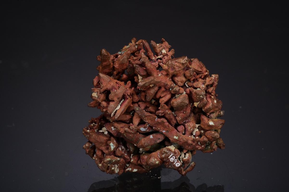 CC49570 specimen image