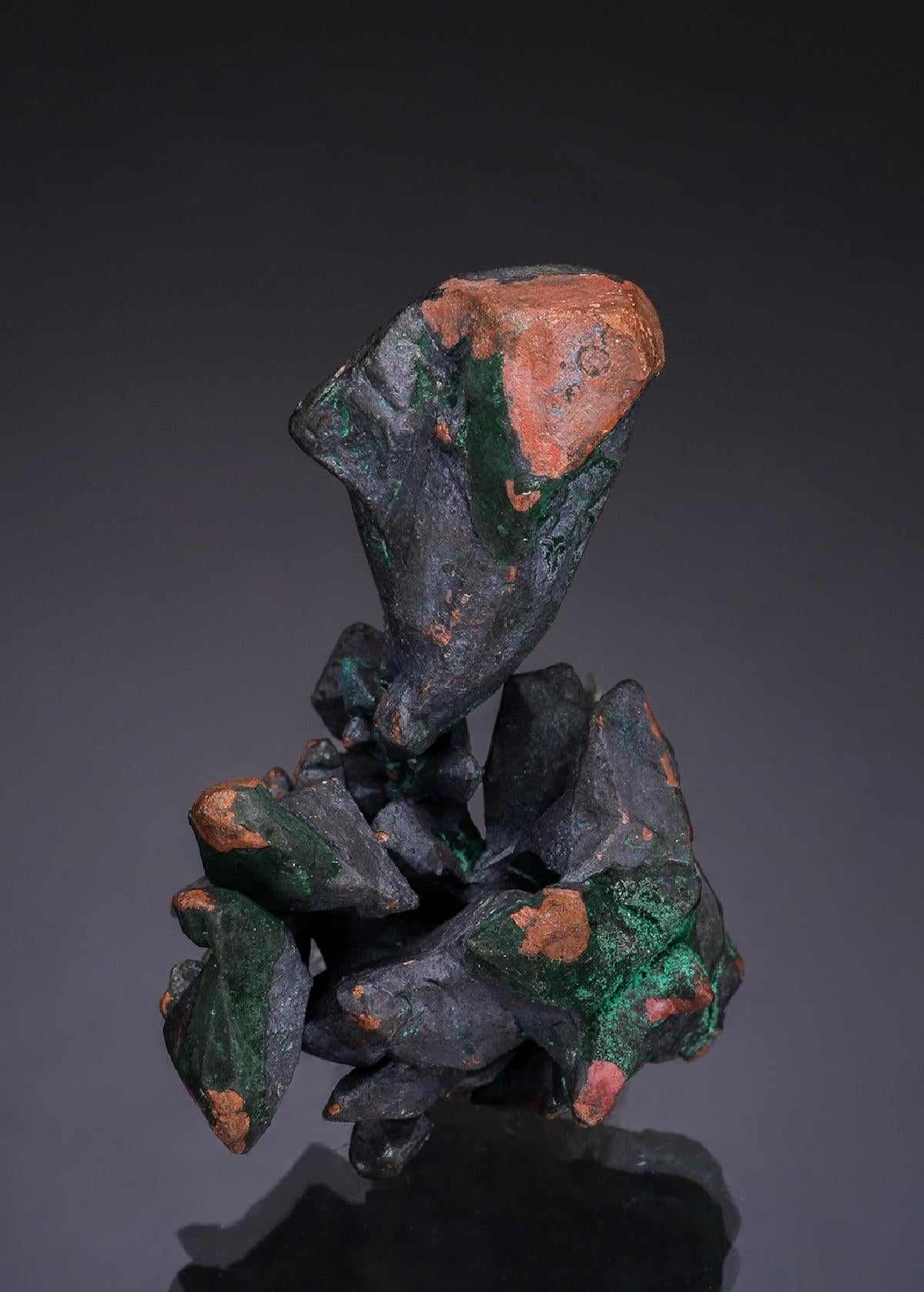 CC49574 specimen image