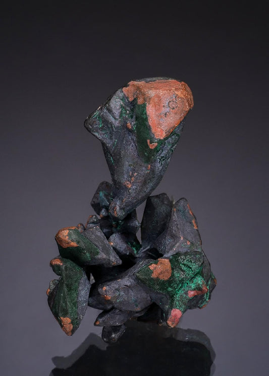 CC49574 specimen image