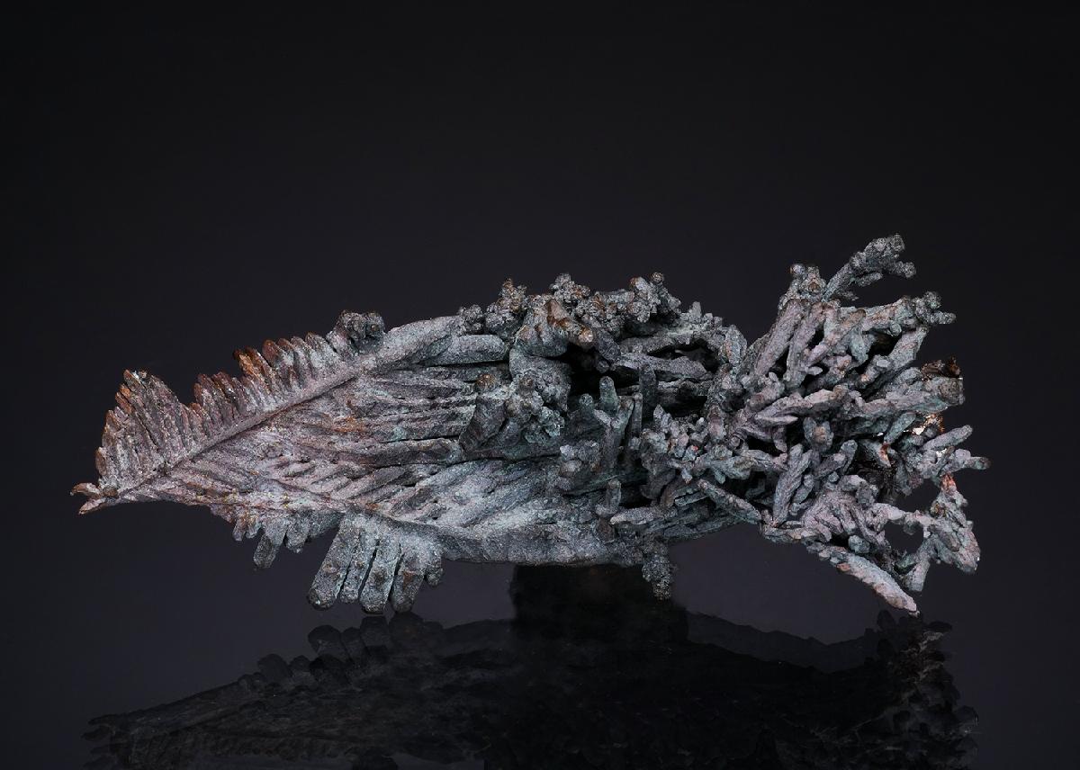CC49590 specimen image