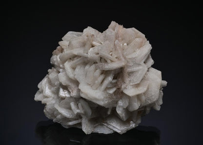 CC49604 specimen image