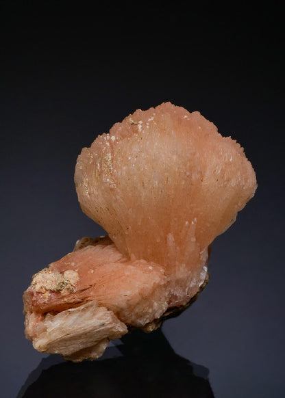 CC49606 specimen image