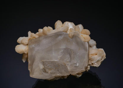 CC49630 specimen image