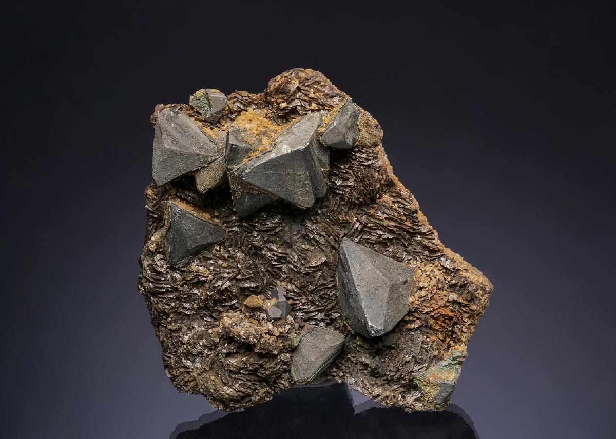 CC49648 specimen image