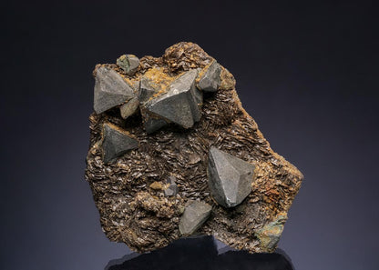 CC49648 specimen image