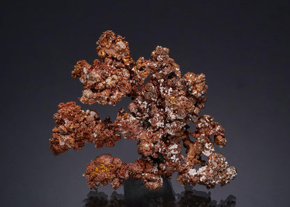 CC49678 specimen image