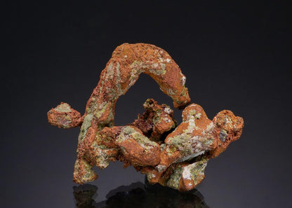 CC49698 specimen image