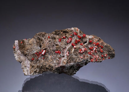 CC49724 specimen image