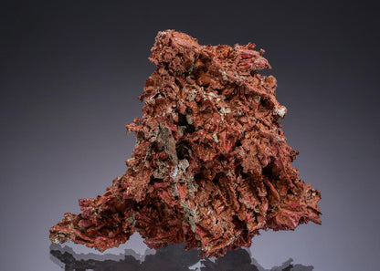 CC49762 specimen image