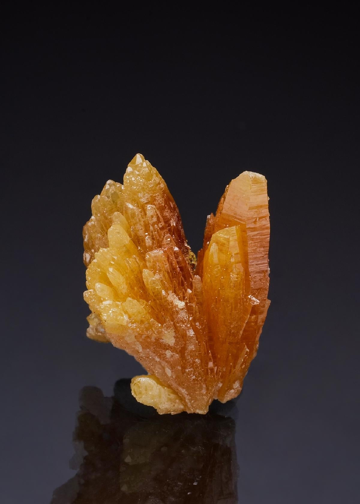 CC49782 specimen image