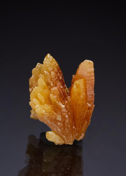 CC49782 specimen image