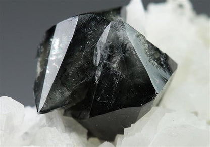 CC4980 specimen image