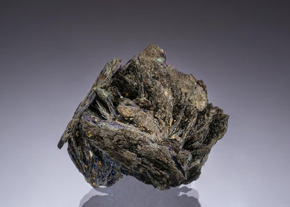 CC49826 specimen image