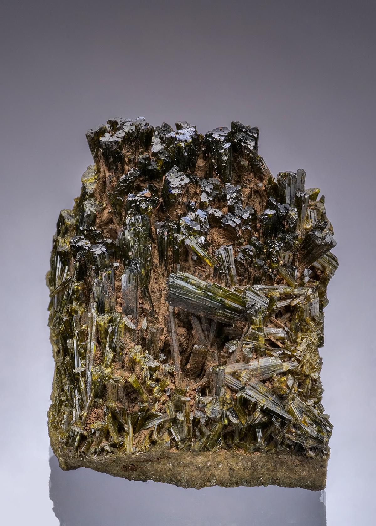 CC49834 specimen image